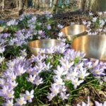 Klangmeditation und Traumreise